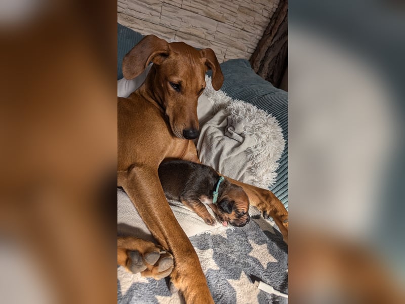 2 wunderschöne Boxer Dobermann Mischlingswelpen