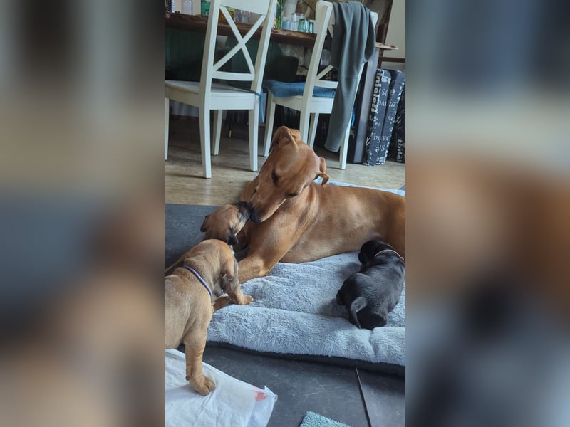 2 wunderschöne Boxer Dobermann Mischlingswelpen