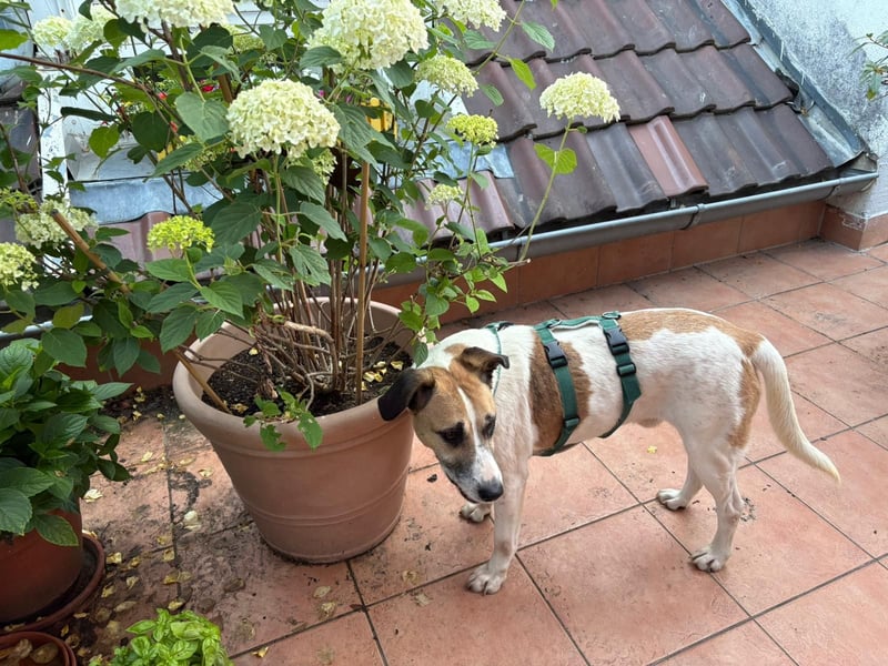 Bajos hat ein tolles Zuhause verdient