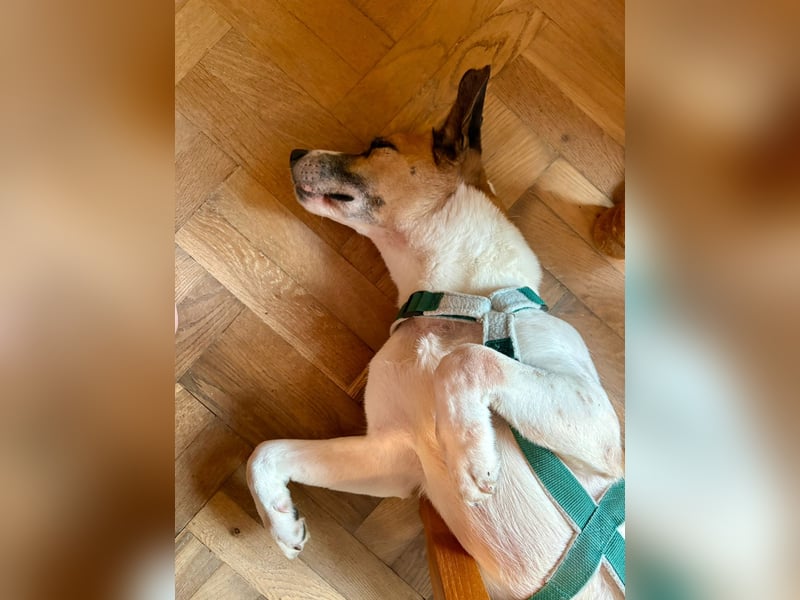 Bajos hat ein tolles Zuhause verdient