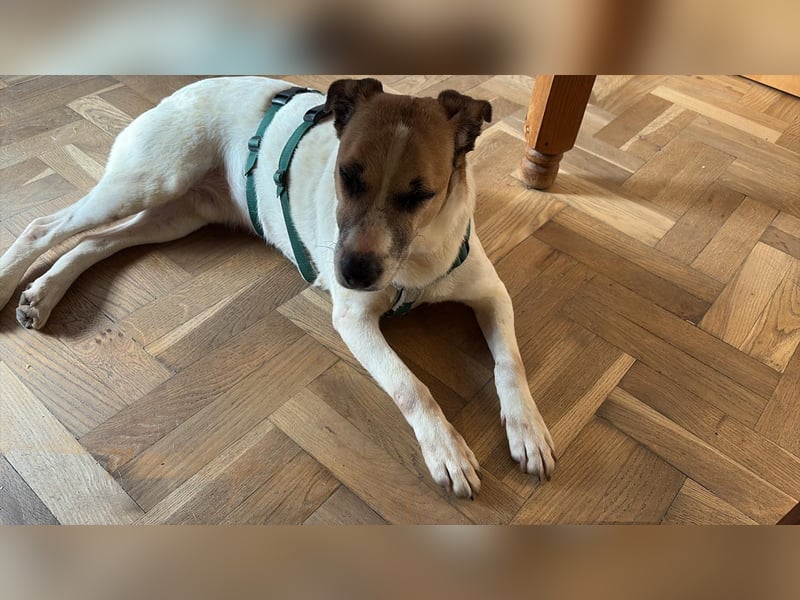 Bajos hat ein tolles Zuhause verdient