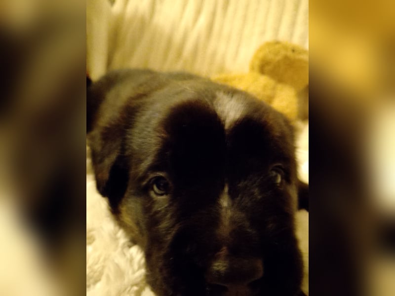 Schäferhund/Labrador mit Boxer/Cane Corso