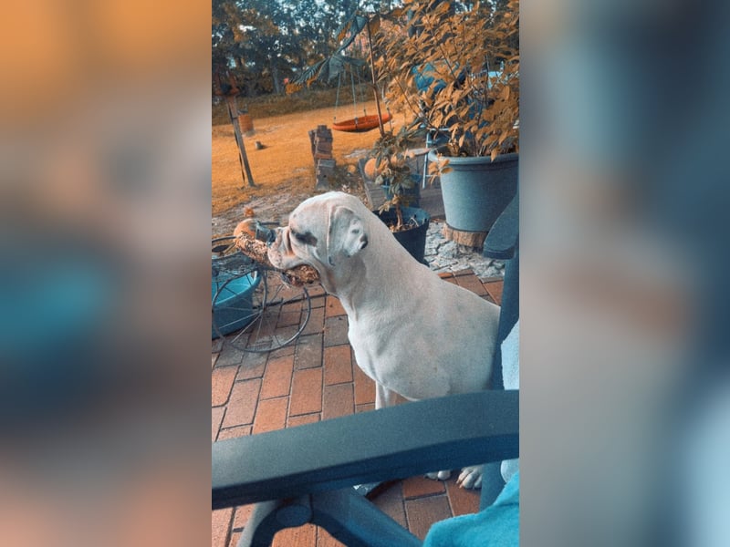 Schäferhund/Labrador mit Boxer/Cane Corso