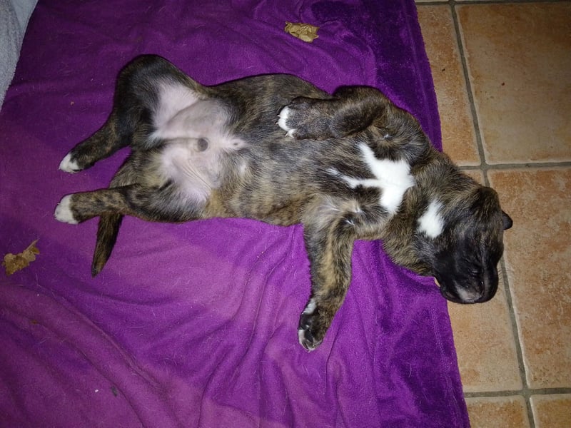 Schäferhund/Labrador mit Boxer/Cane Corso