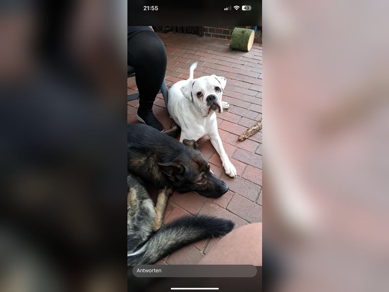 Schäferhund/Labrador mit Boxer/Cane Corso