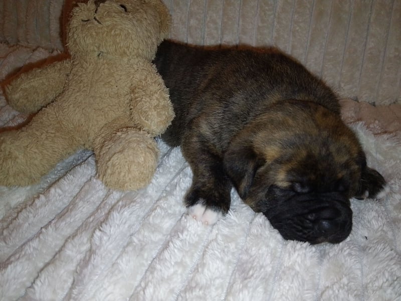 Schäferhund/Labrador mit Boxer/Cane Corso