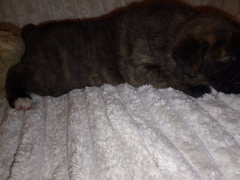 Schäferhund/Labrador mit Boxer/Cane Corso