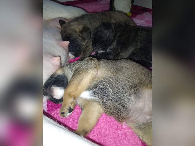 Schäferhund/Labrador mit Boxer/Cane Corso