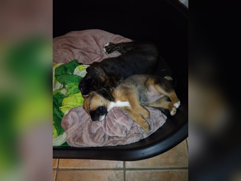 Schäferhund/Labrador mit Boxer/Cane Corso