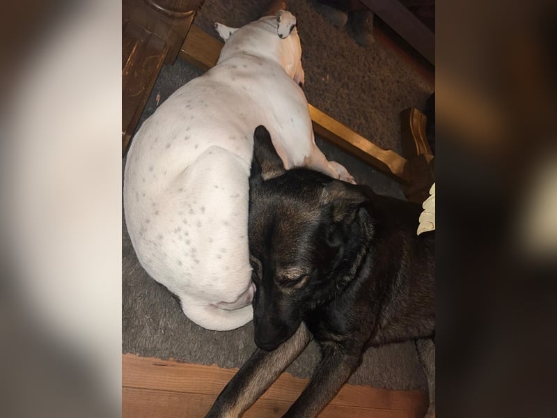Schäferhund/Labrador mit Boxer/Cane Corso