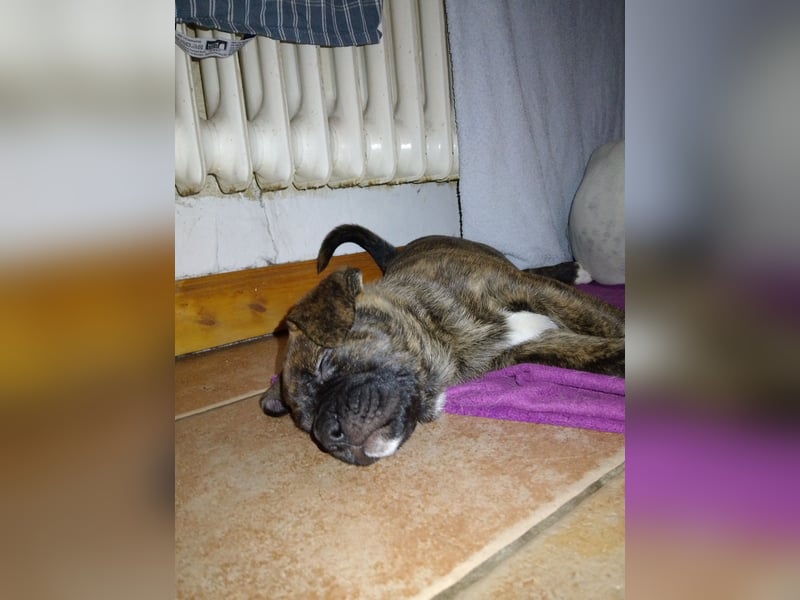 Schäferhund/Labrador mit Boxer/Cane Corso