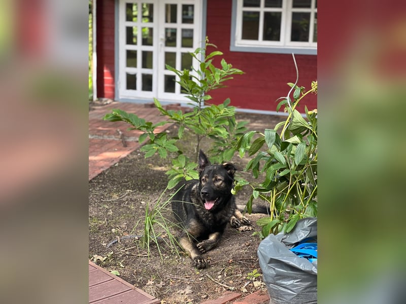 Schäferhund/Labrador mit Boxer/Cane Corso