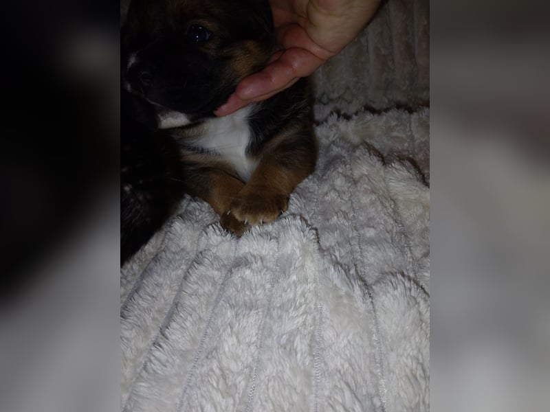 Schäferhund/Labrador mit Boxer/Cane Corso