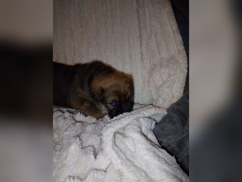 Schäferhund/Labrador mit Boxer/Cane Corso
