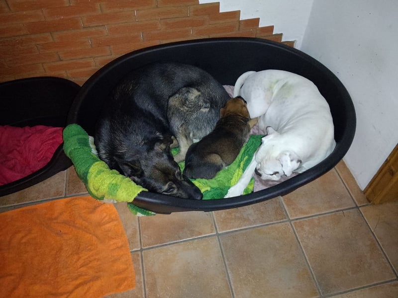 Schäferhund/Labrador mit Boxer/Cane Corso
