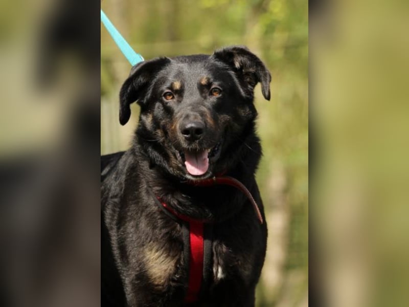BOBBY UND DAISY - haben sich kennen und lieben gelernt