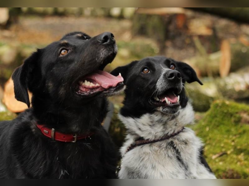BOBBY UND DAISY - haben sich kennen und lieben gelernt