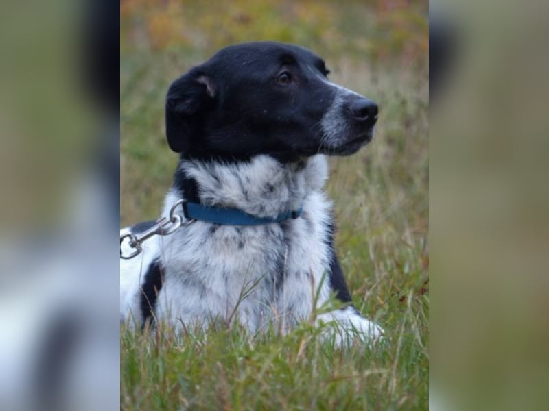 BOBBY UND DAISY - haben sich kennen und lieben gelernt