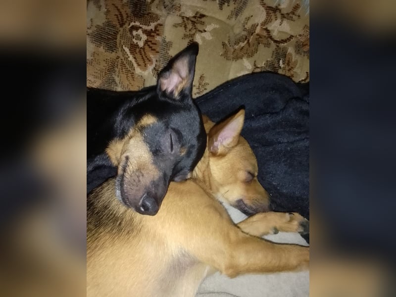Pinscher Welpen