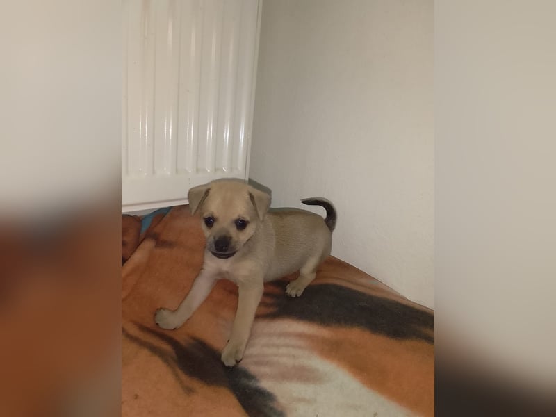 Pinscher Welpen