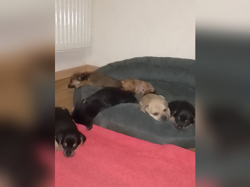 Pinscher Welpen