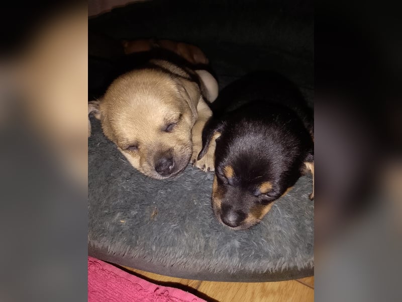Pinscher Welpen