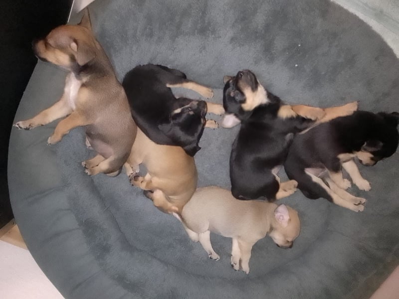 Pinscher Welpen