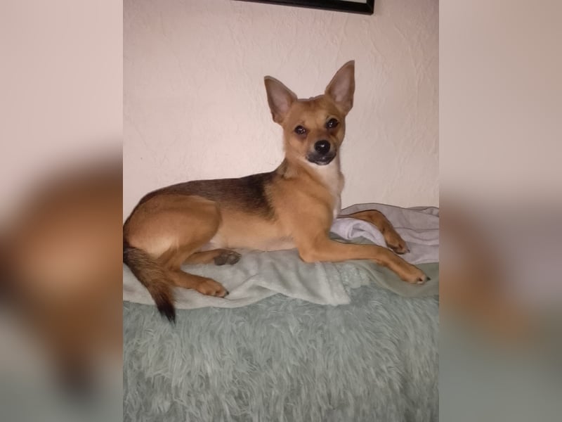 Pinscher Welpen