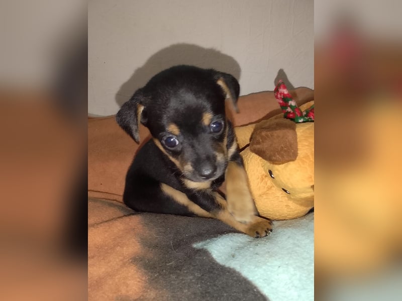 Pinscher Welpen