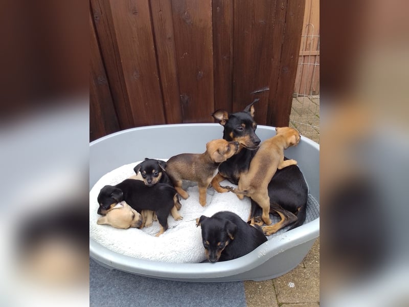 Pinscher Welpen