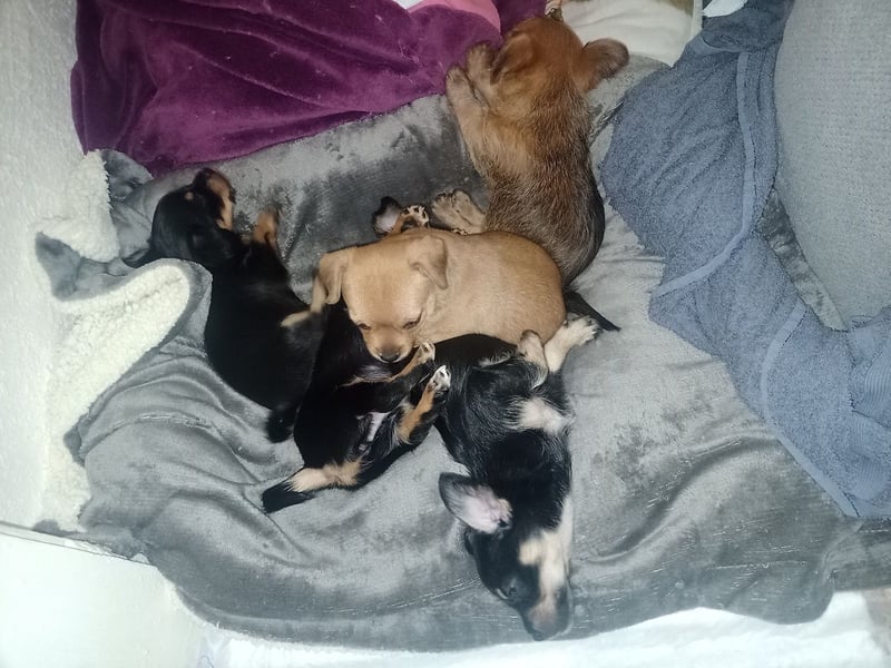 Süße Chorkie-Welpen black and tan & beige MIX !!!