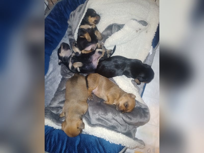 Süße Chorkie-Welpen black and tan & beige MIX !!!