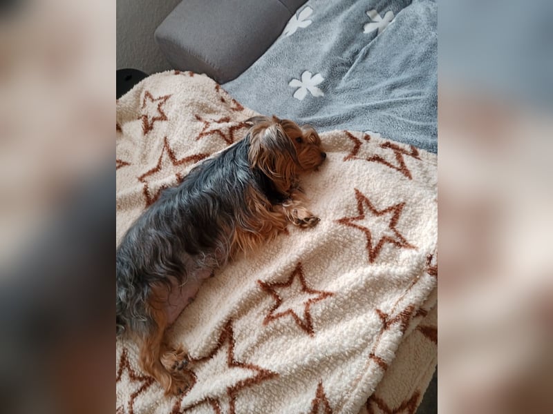 Süße Chorkie-Welpen black and tan & beige MIX !!!