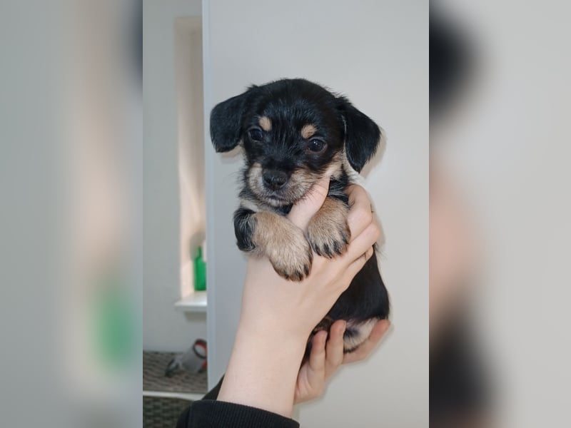 Süße Chorkie-Welpen black and tan & beige MIX !!!