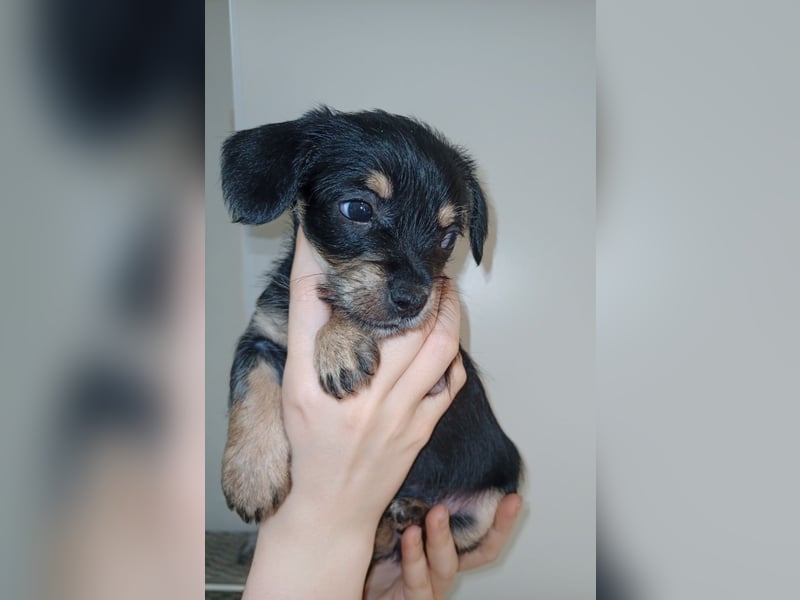 Süße Chorkie-Welpen black and tan & beige MIX !!!