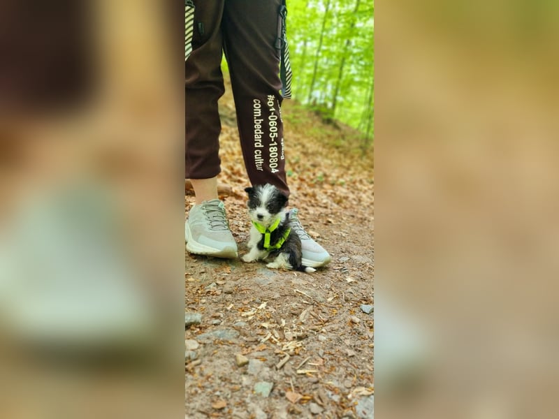Letzte zwei Welpen – kleine Fellnasen suchen ihre Familie!