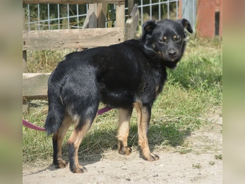 „Kajko“, ca. 2022 geboren, noch sehr zurückhaltend und ruhig, braucht Menschen mit Hundeverstand