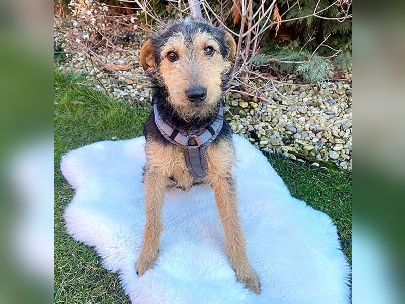 ❤️ superlieber PINO - 1 Jahr, 40cm - Mischling