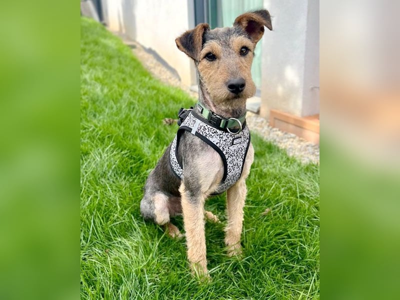 ❤️ superlieber PINO - 1 Jahr, 40cm - Mischling