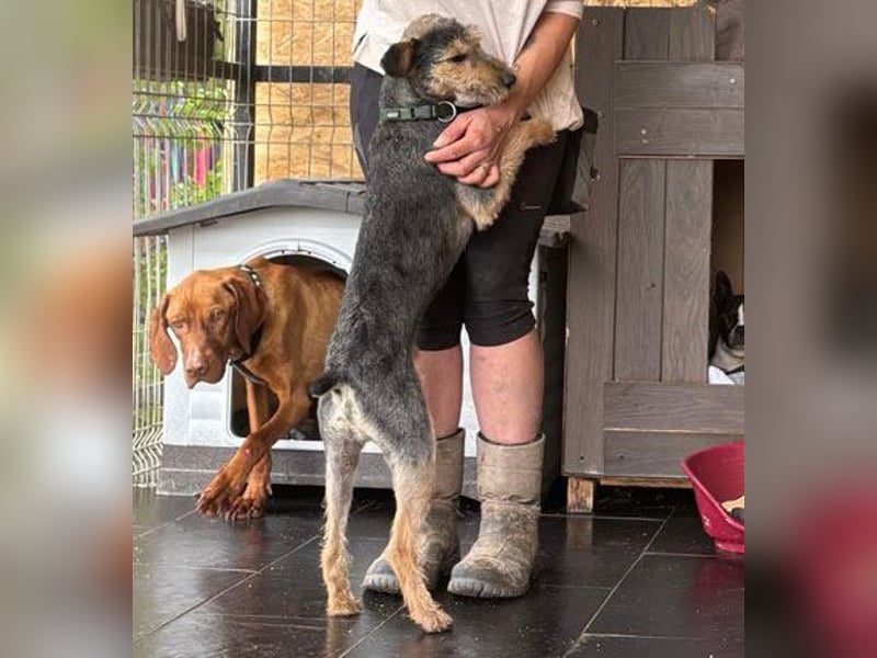 ❤️ superlieber PINO - 1 Jahr, 40cm - Mischling