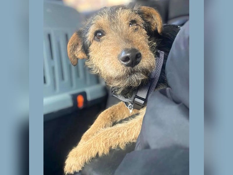 ❤️ superlieber PINO - 1 Jahr, 40cm - Mischling