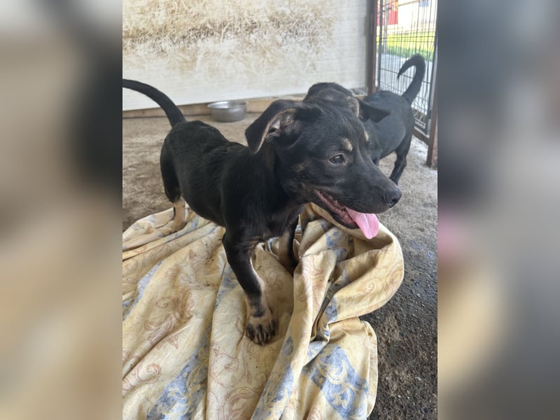 Janis, 1J,2m alter Bub, wahrscheinlich klein bis mittelgroß, offen, zugänglich, verschmust, verspiel