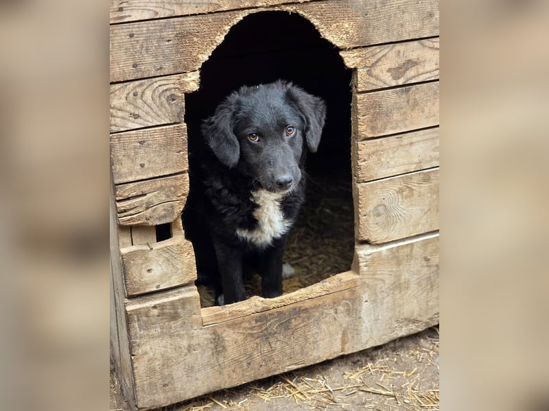 Dotty, 8m,  Mädel, groß werden, freundlich, anfangs schüchtern, neugierig, sozial