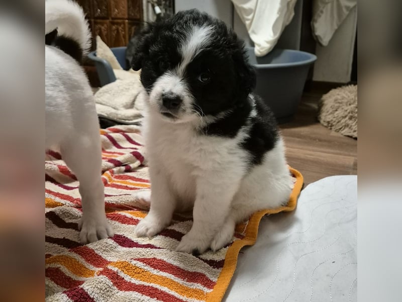 Ismael, Bub,  3 Monate, aktuelle Größe nachfragen