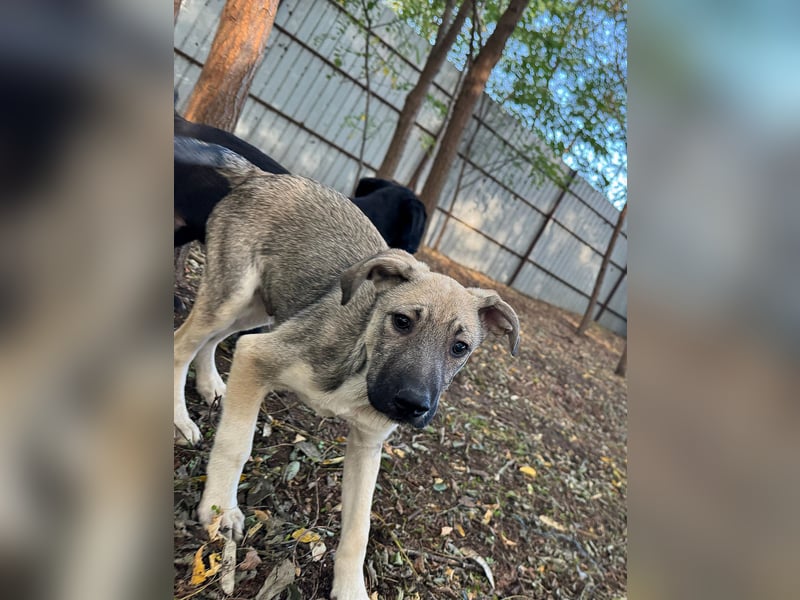 Ilios , Hundebub, *ca.14.6.2024, aktuelle Größe bitte abfragen