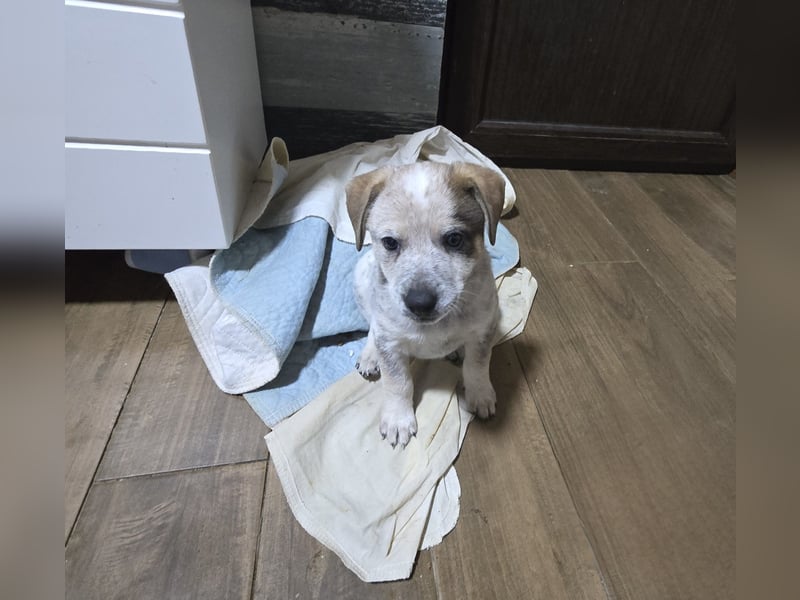 Jake, Rüde,  *ca. 29.10.2024 , Größe noch nicht bekannt