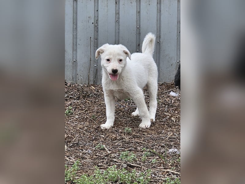 Ines, Mädel ,3 Monate, aktuelle Große bitte abfragen