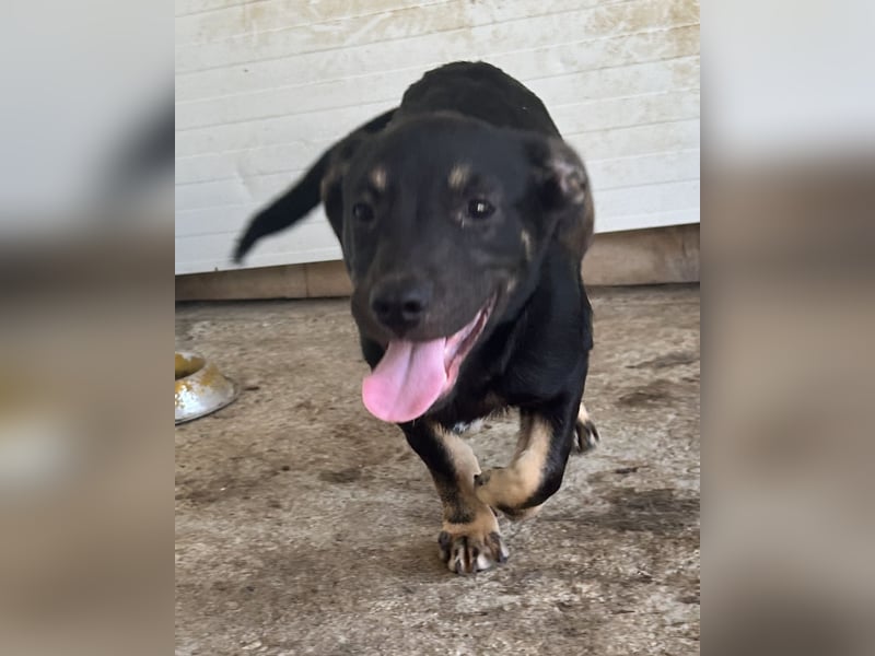 Janis, 1J,2m alter Bub, wahrscheinlich klein bis mittelgroß, offen, zugänglich, verschmust, verspiel