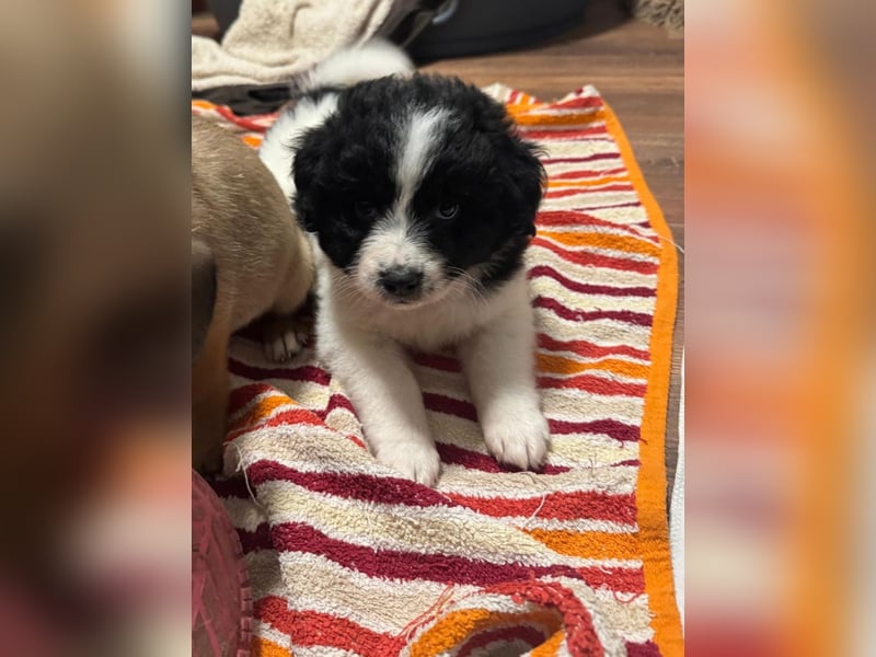 Ismael, Bub,  3 Monate, aktuelle Größe nachfragen