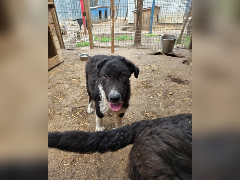 Doc, Bub, 6 Monate, groß werdend, aufgeschlossen, verspielt, aktiv, lernfreudig